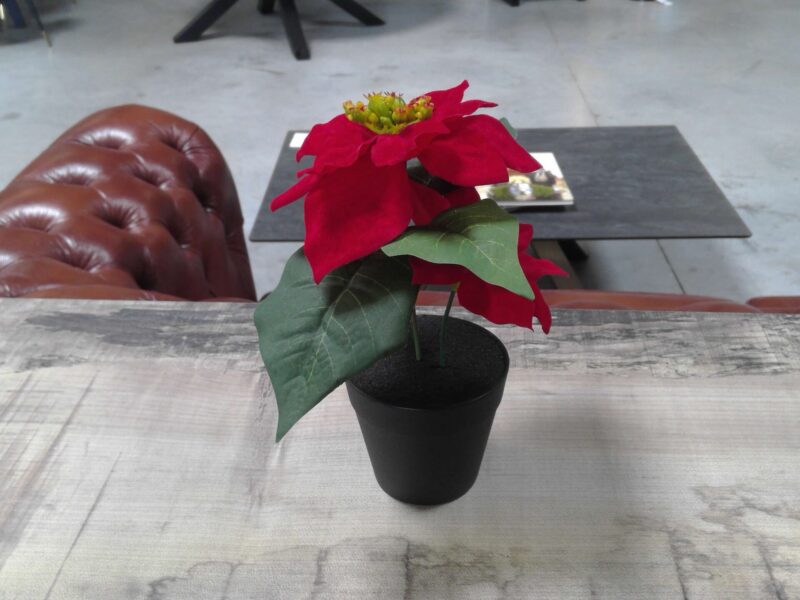 FLEUR PM ROUGE H.18CM