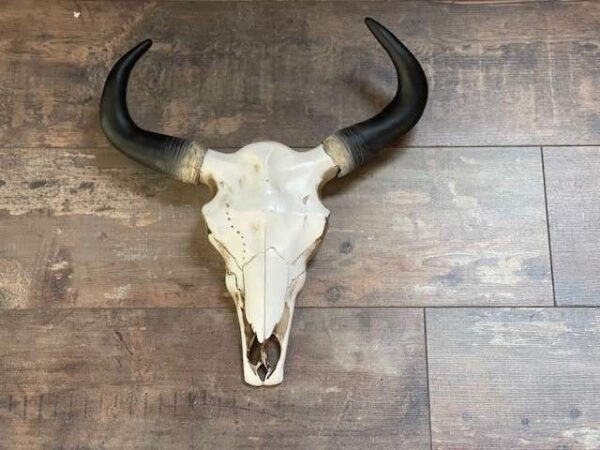 CRÂNE DE VACHE DÉCO